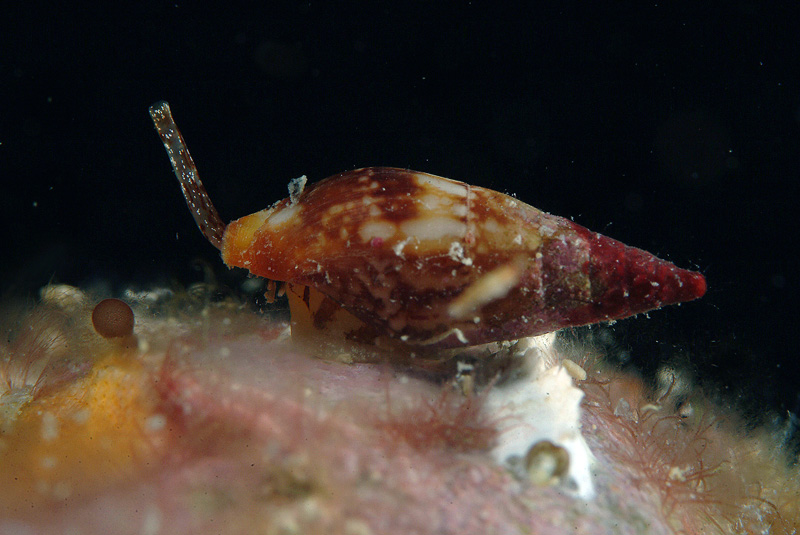 Mitrella scripta